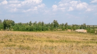 Лес Сибай. Июнь 2021 года