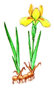 Касатик низкий – Iris humilis Georgi