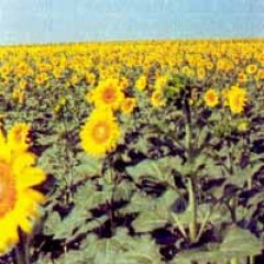 Поле подсолнечника Поле подсолнечника