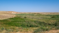 Овраг-водосброс Троицкого водохранилища. Август 2021 года