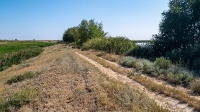 Овраг-водосброс Троицкого водохранилища. Август 2021 года