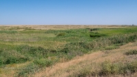 Овраг-водосброс Троицкого водохранилища. Август 2021 года