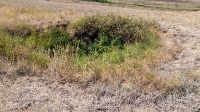 Гора Змеиная (Ханская гора, Могила хана, Михайловская гора). Август 2021 года