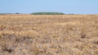 Шубинская степь