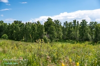 Саринский лес
