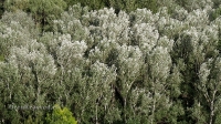 Гора Самбула
