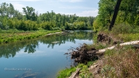 В районе затона Граневой старицы. Июль 2021 года