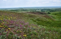 Урочище Бишкаин (Пять берез)