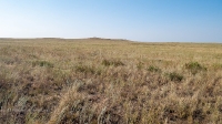 Карабутакская степь. Июль 2022 года
