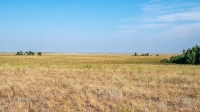 Карабутакские лески. Июль 2022 года