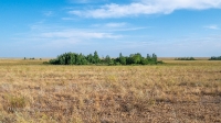 Карабутакские лески. Июль 2022 года