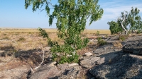 Малый Шонкал. Июль 2022 года
