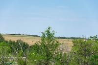 Белоглинские колки