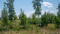 Лес Сибай. Июнь 2021 года