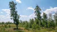 Лес Сибай. Июнь 2021 года