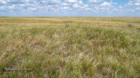 Урочище Чертово Городище. Июнь 2020 года