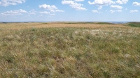 Урочище Чертово Городище. Июнь 2020 года