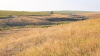 Сакмарский район