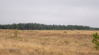 Андрианопольский бор. Август 2021 года