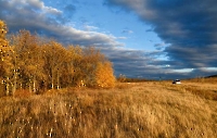 Дворянский лес