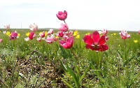 Папайская степь