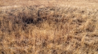 Курган