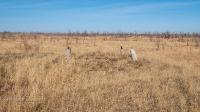 Курган