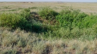 Четыре кургана близ села Карабутак