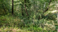Родник Вишневка