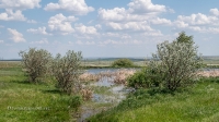 Яшмовый родник близ посёлка Калиновка