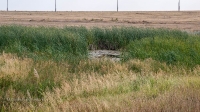 Родник Тасбулак