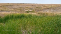 Родник Тасбулак