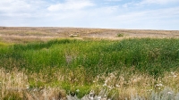 Родник Тасбулак