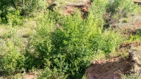 Место, где были водопады на реке Янгиз. Июль 2019 года