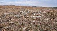 Кладбище Кызаулер с тремя стелами-кулпытасами