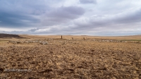 Кладбище Кызаулер с тремя стелами-кулпытасами