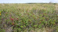 Степной вишарник