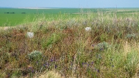 Гора Косматая Шишка