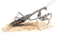 Короткокрылая боливария – Bolivaria brachyptera