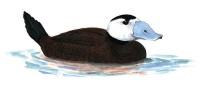 Савка – Oxyura leucocephala