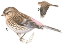 Горная чечетка – Acanthis flavirostris